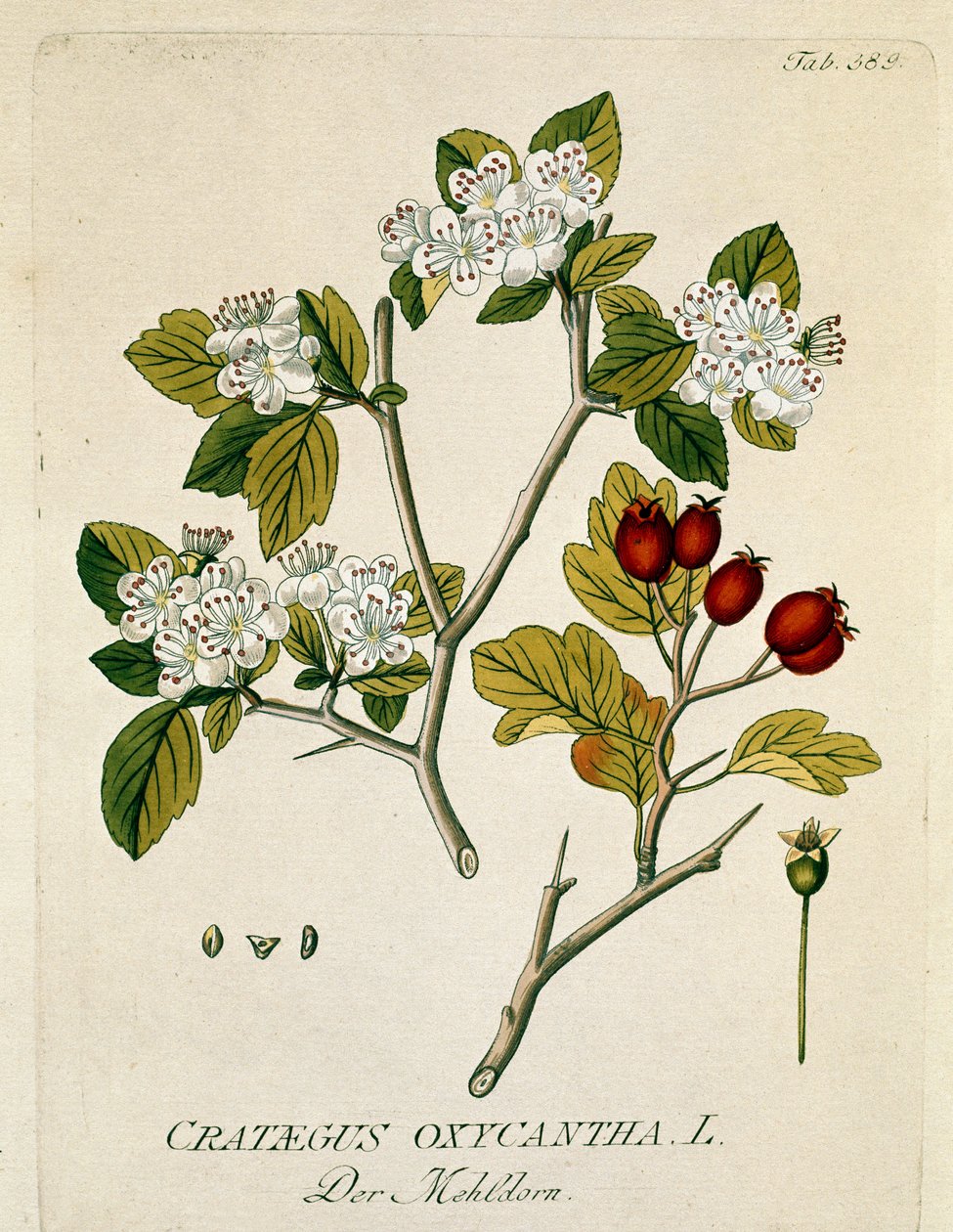 Botânico: "aubepina espinhosa" (Crataegus oxycantha) Placa retirada de "Medicinalium secundum Linnaei digestarum" de Joseph Jacobi Plenck (1735-1807) 1788-1803 Colecção privada de Austrian School