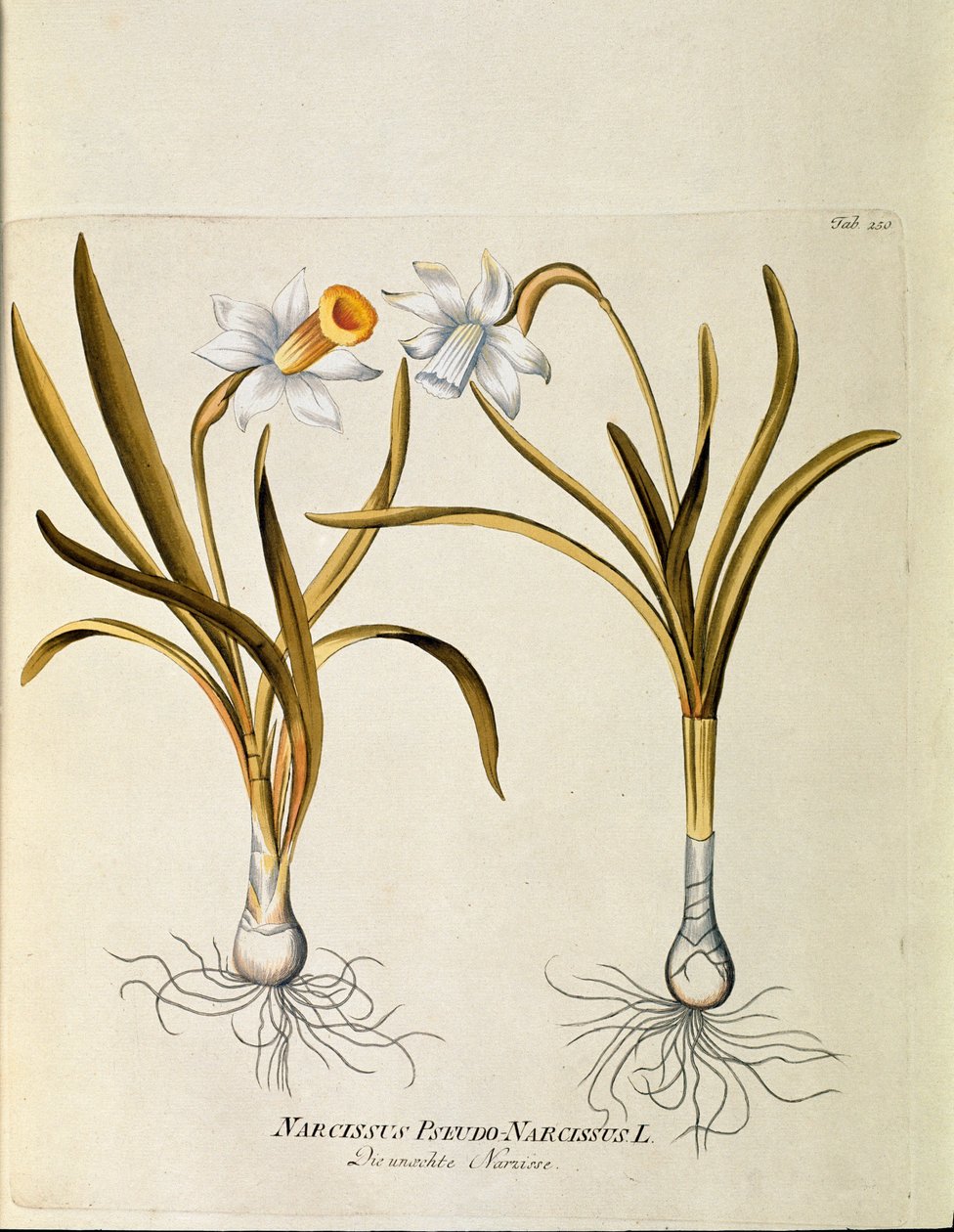 Botânica: "narciso amarelo ou trombeta" (Narcissus pseudonarcissus) Placa extraída de "Medicinalium secundum Linnaei digestarum" de Joseph Jacobi Plenck (1735-1807) 1788-1803 Coleção particular de Austrian School