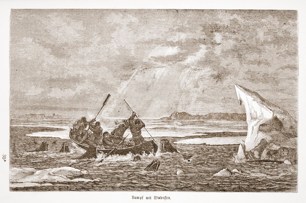 Lute com Morsa, 1876 de Austrian School