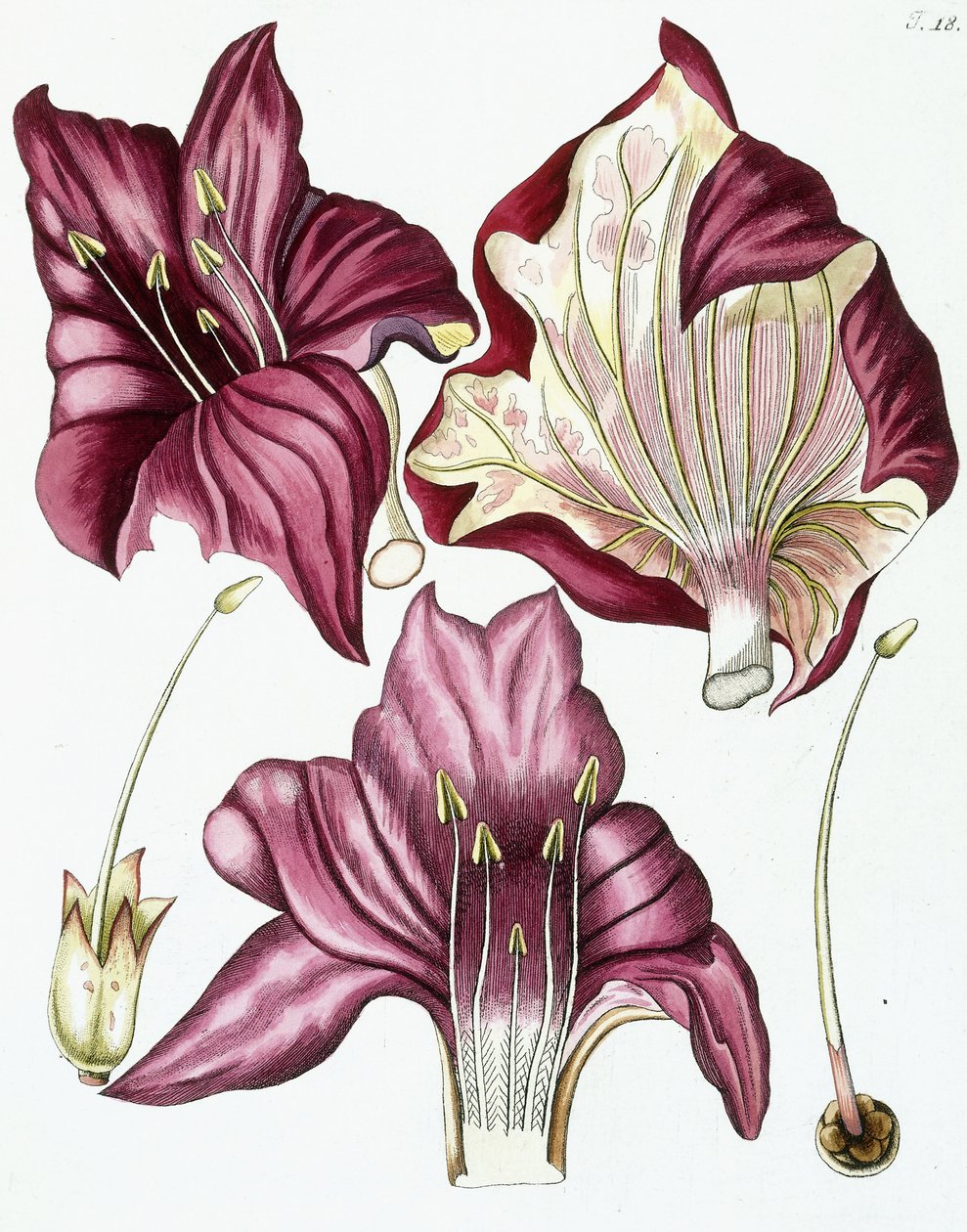 Figura 18, de "Collectanea the Botanicam, Chemiam e livros de história natural, com as figuras", 1786-1796 de Austrian School
