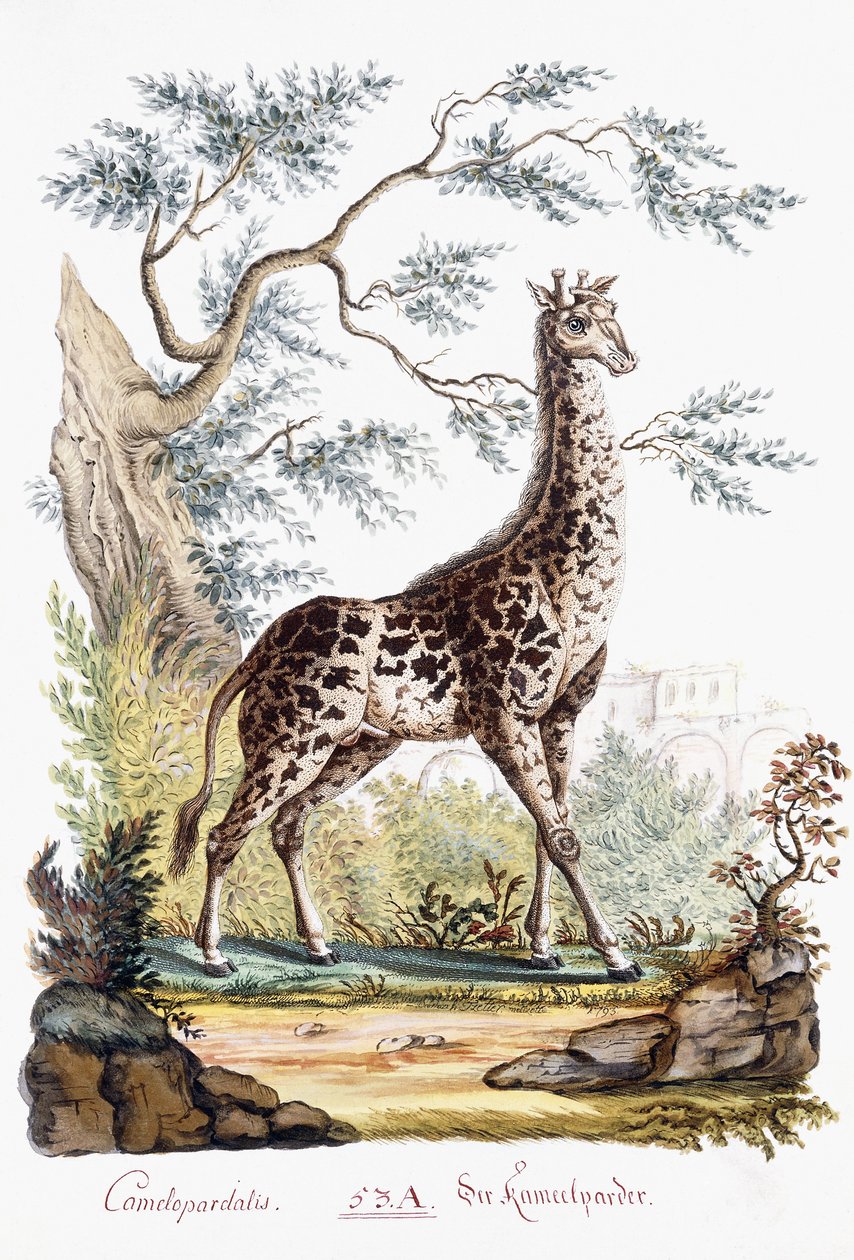 Girafa, 1794 de Austrian School