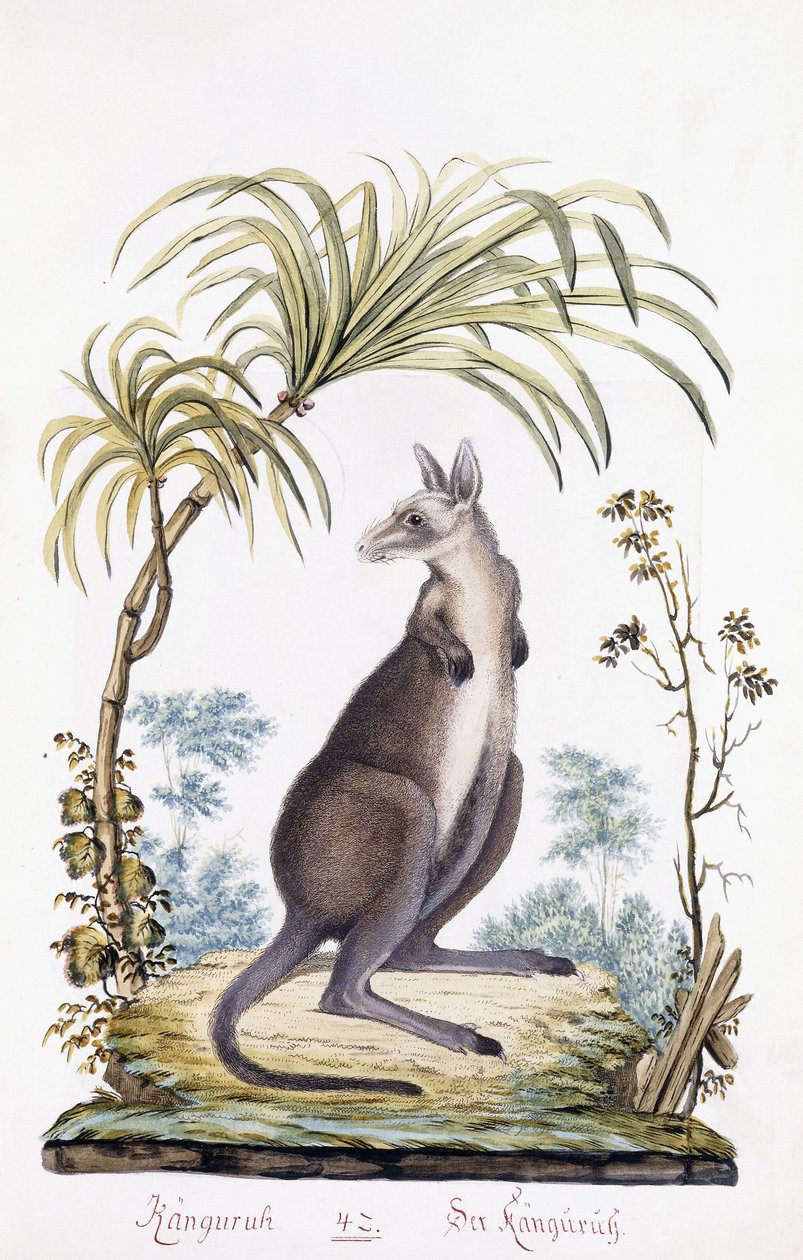 Canguru, 1794 de Austrian School
