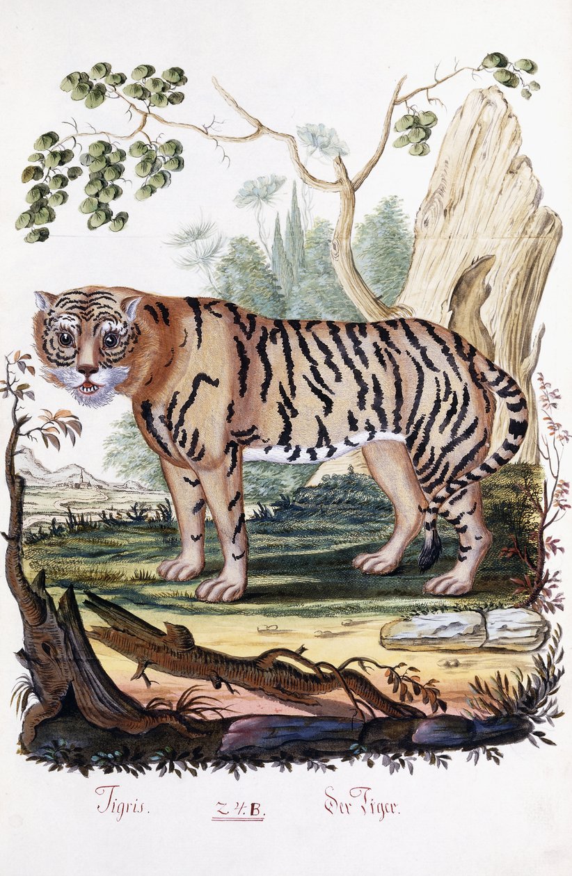 Tiger, 1794 de Austrian School