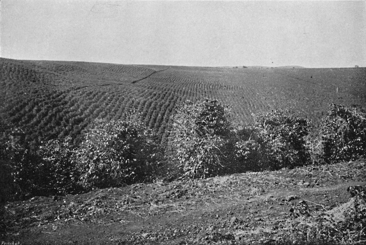 Plantacao de Cafe formada, Plantação de Café, 1895 de Axel Frick