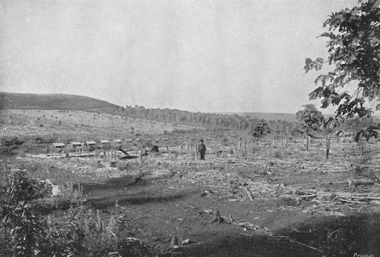 Plantacao de Cafe novo, New coffee plantation, 1895 de Axel Frick