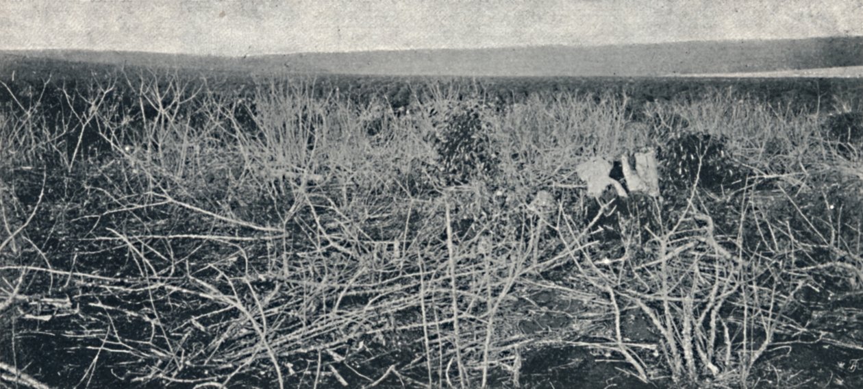 Plantacao de Mandioca, 1895 de Axel Frick