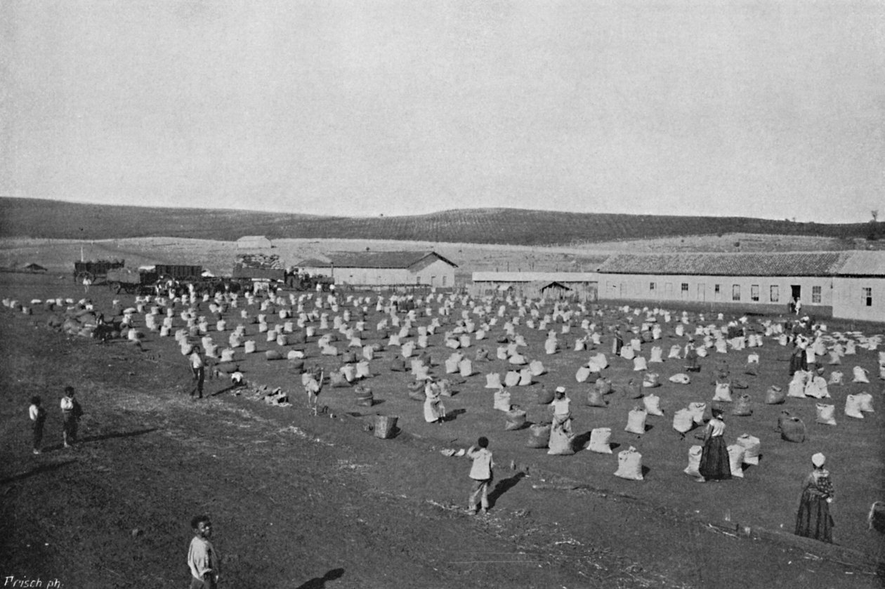Terreiro para seccar o Cafe, Coffee Drying and Packaging, 1895 de Axel Frick