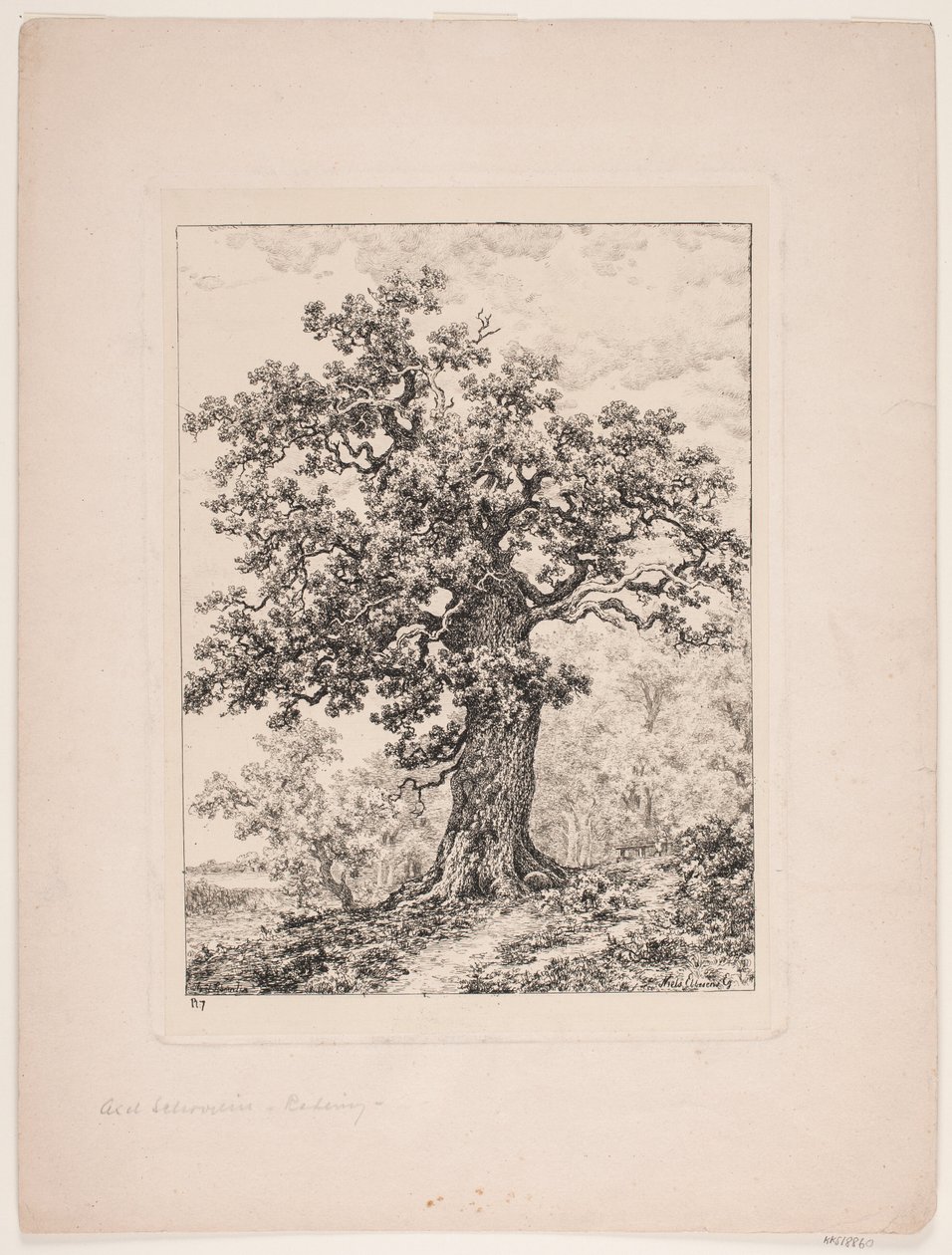 Carvalho de Niels Ebbesen. Floresta de Gyllingnæs de Axel Schovelin