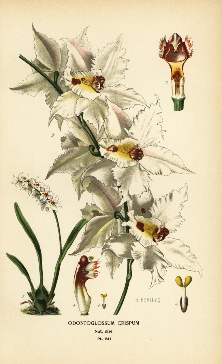 Orquídea Oncidium alexandrae, Odontoglossum crispum. Cromolitografia de uma ilustração de B. Herincq do livro Favourite Flowers of Garden and Greenhouse de Edward Step, Frederick Warne, Londres de B Herincq