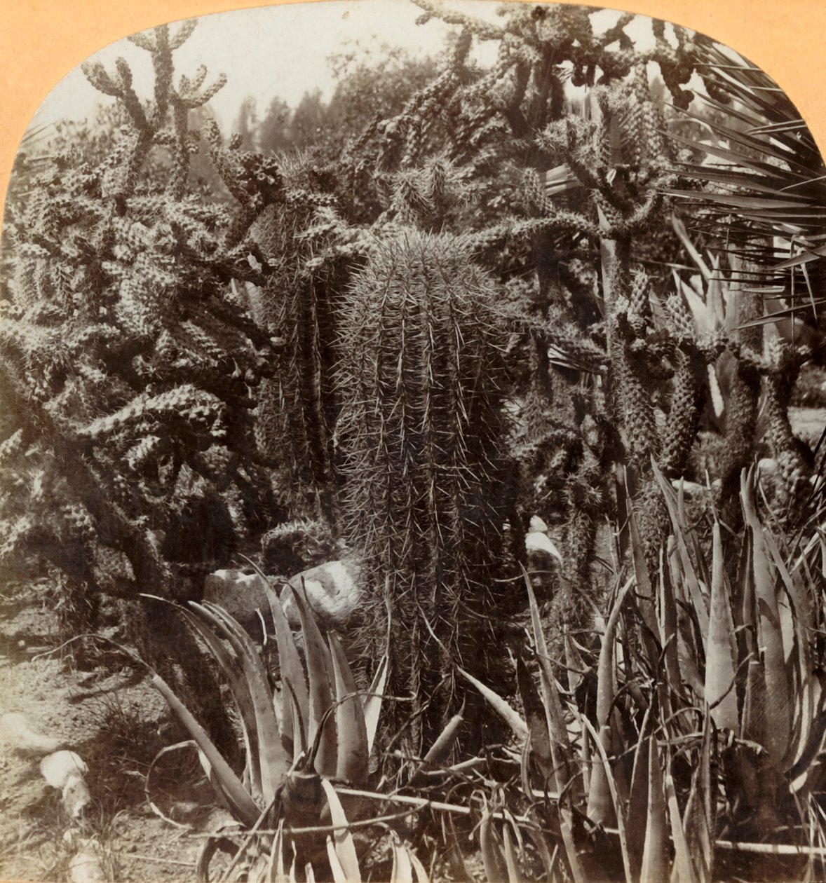 Jardim do cacto, lugar de Cragin, valor do lago, Florida, c1900. de B. L. Singley