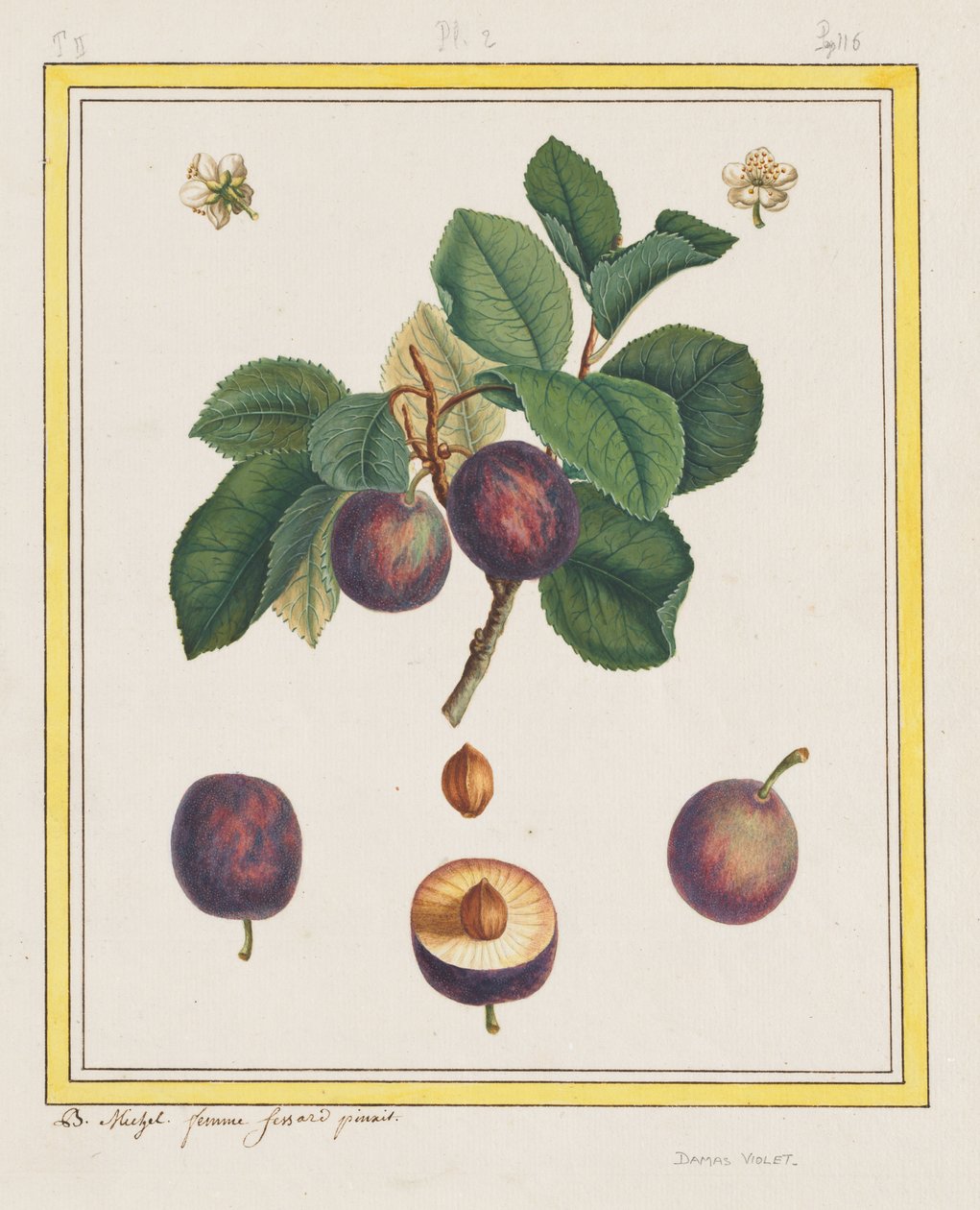 Ameixa Damasco de B. Michel