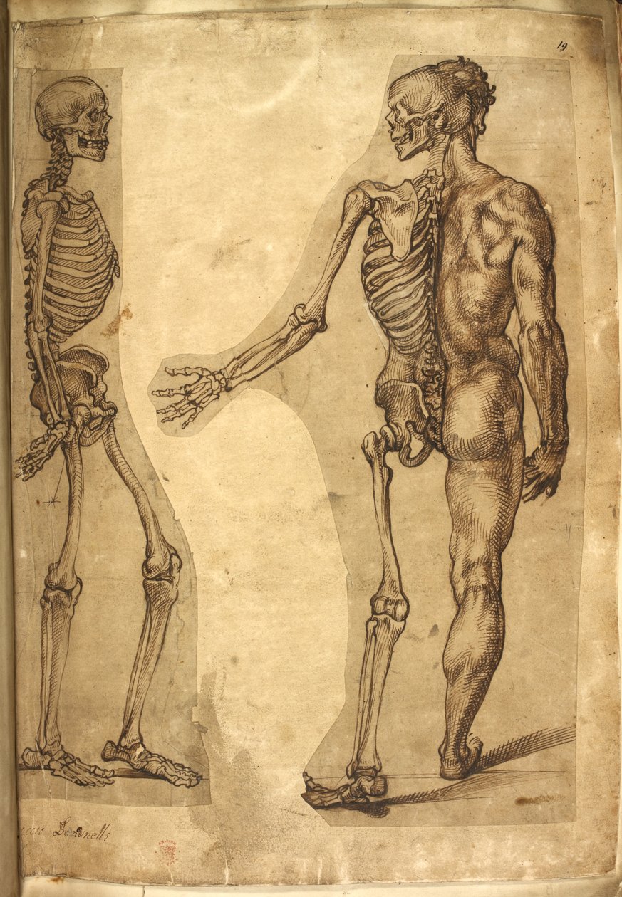 Acrescentar. 5259, f.19, Human Skeleton and half figure, from 