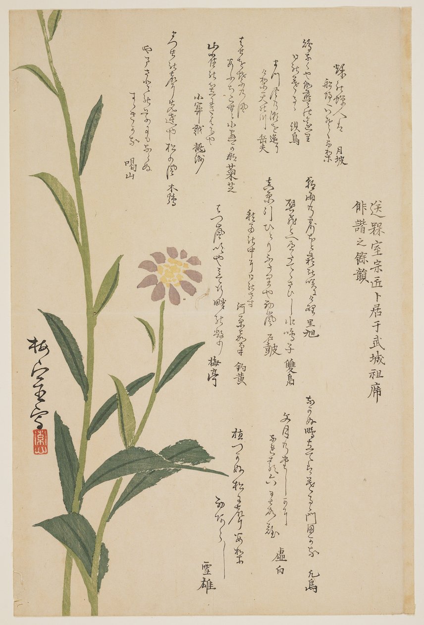 Flor roxa, c.1830-1844 (impressão do woodblock da cor) de Baishitsu