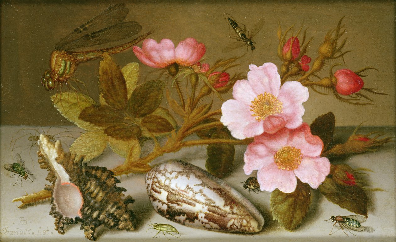 Ainda vida que descreve flores, conchas e uma libélula (óleo no cobre) (para o par ver 251377) de Balthasar van der Ast