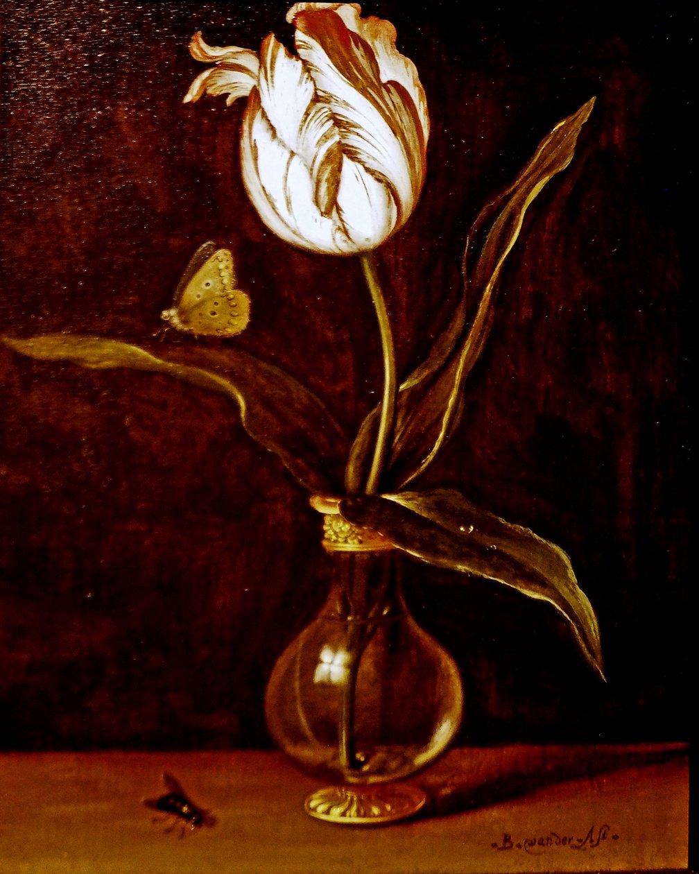 Uma única tulipa num vaso de Balthasar van der Ast