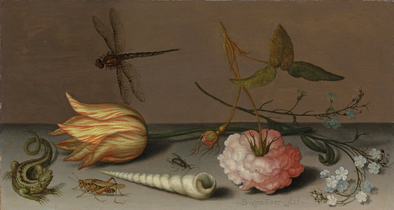 Uma tulipa, um cravo, spray de miosótis, com uma concha, um lagarto e um gafanhoto, em uma borda, uma libélula em vôo de Balthasar van der Ast