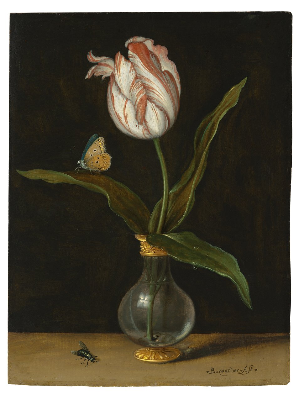 A tulipa 