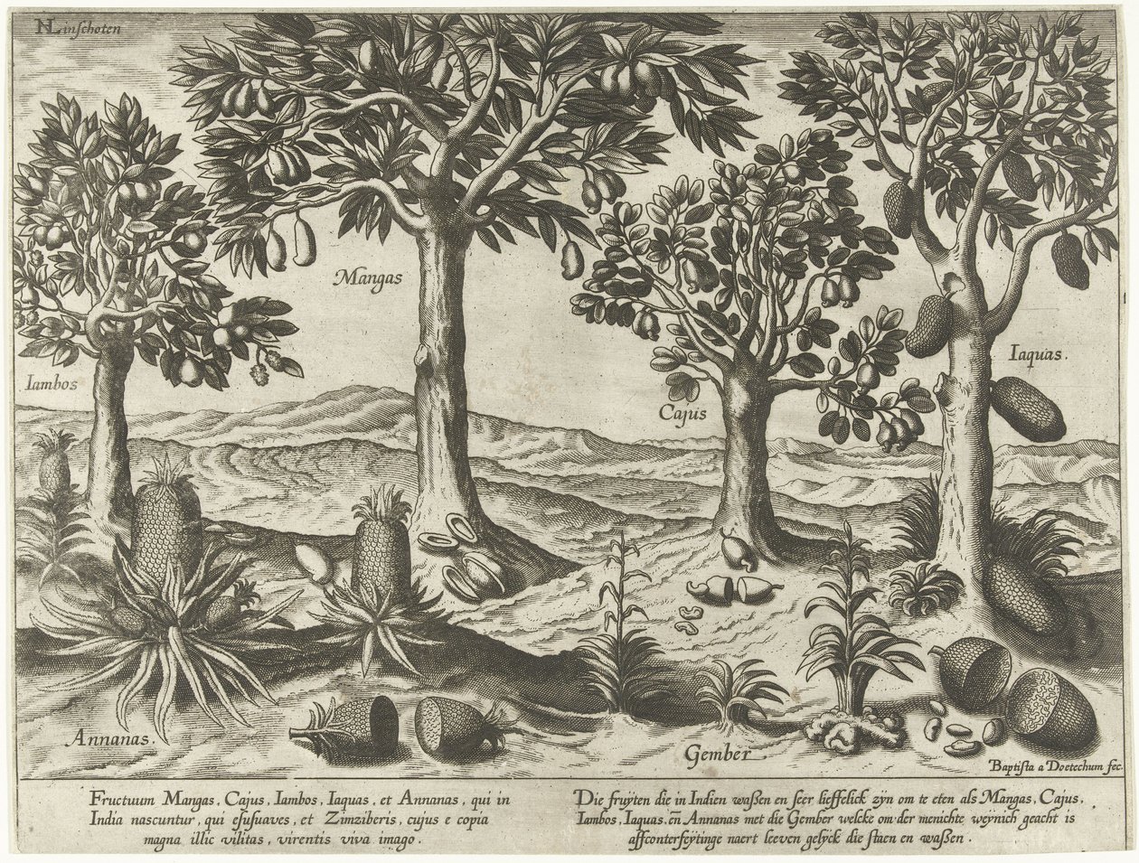 Árvores frutíferas e arbustos das Índias Orientais de Baptista van Doetechum