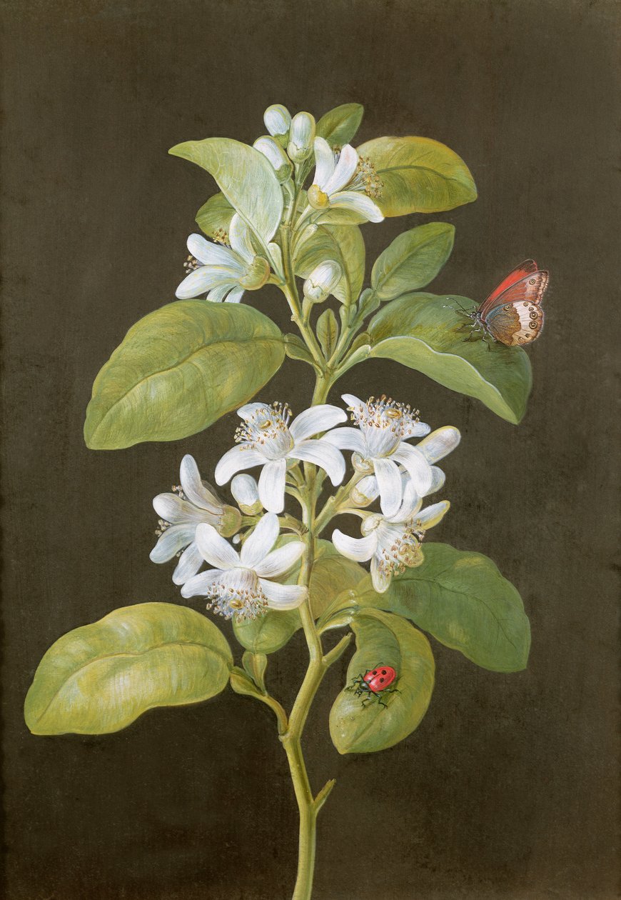 Flor de pêra de Barbara Regina Dietzsch