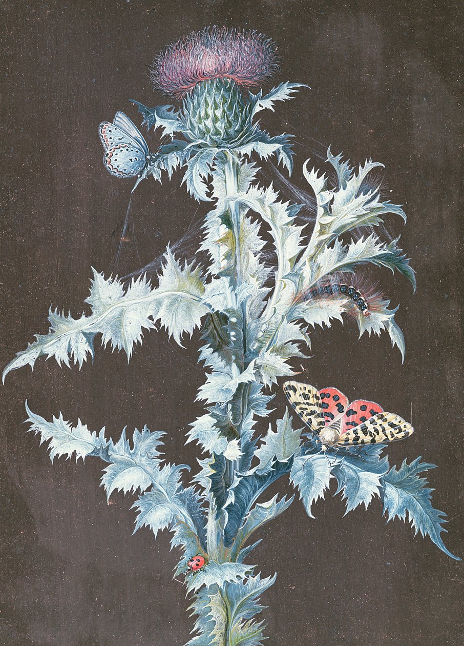 Ainda vida de um cardo (guache) de Barbara Regina Dietzsch