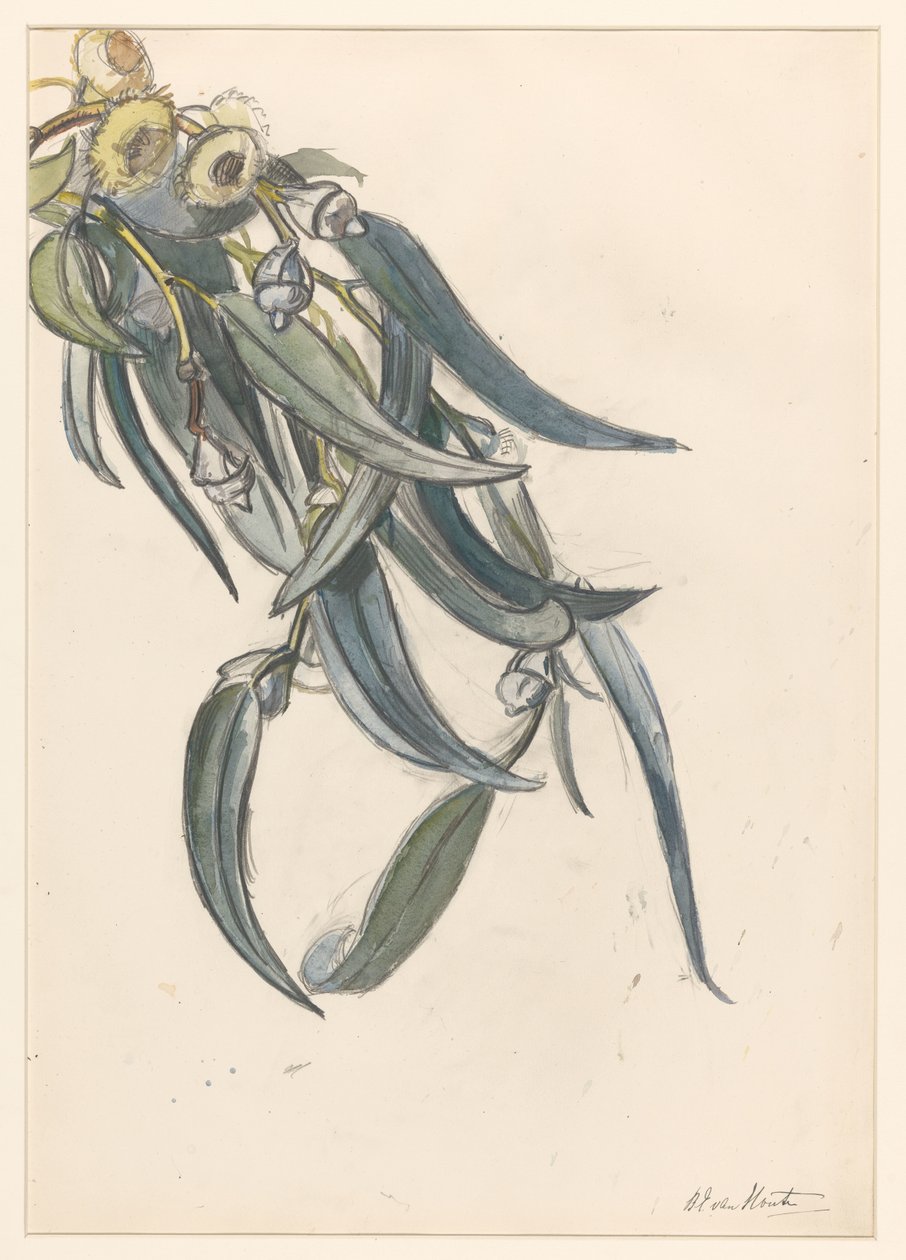 Ramo florido de um eucalipto de Barbara Elisabeth van Houten