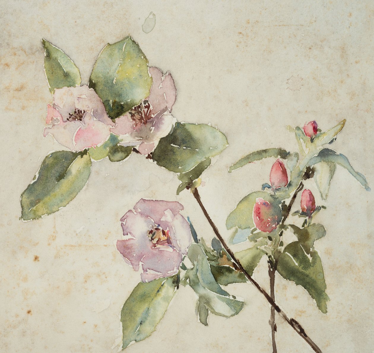 Ramos de flores cor-de-rosa (aguarela sobre papel) de Barbara Leigh Smith Bodichon
