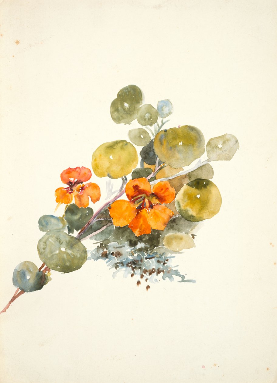 Nasturtiums (aguarela sobre papel tecido) de Barbara Leigh Smith Bodichon