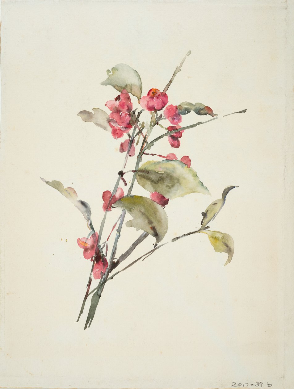 Flores de cor rosa (aguarela sobre papel) de Barbara Leigh Smith Bodichon