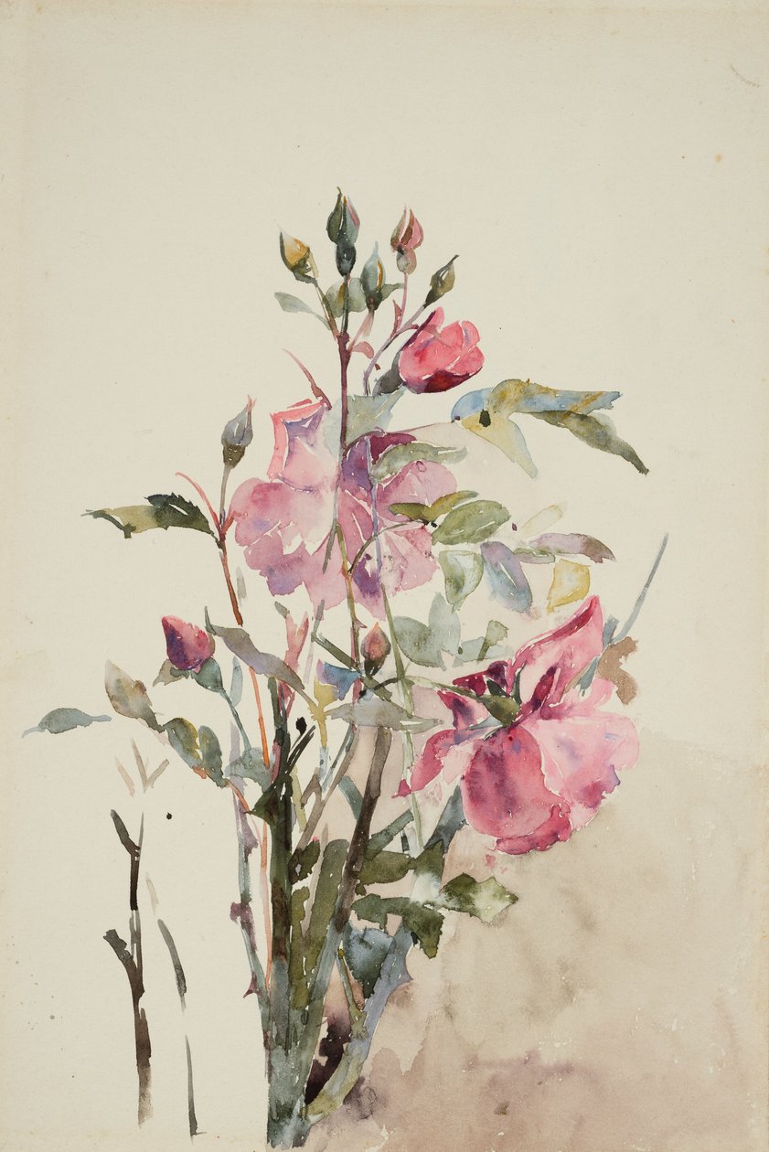 Caules de flores rosa (aguarela sobre papel) de Barbara Leigh Smith Bodichon