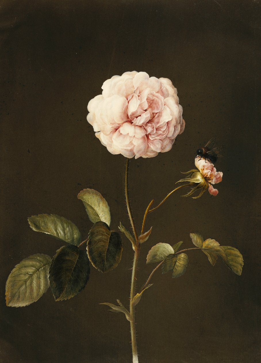 Uma rosa Gallica com um zangão, de Barbara Regina Dietzsch