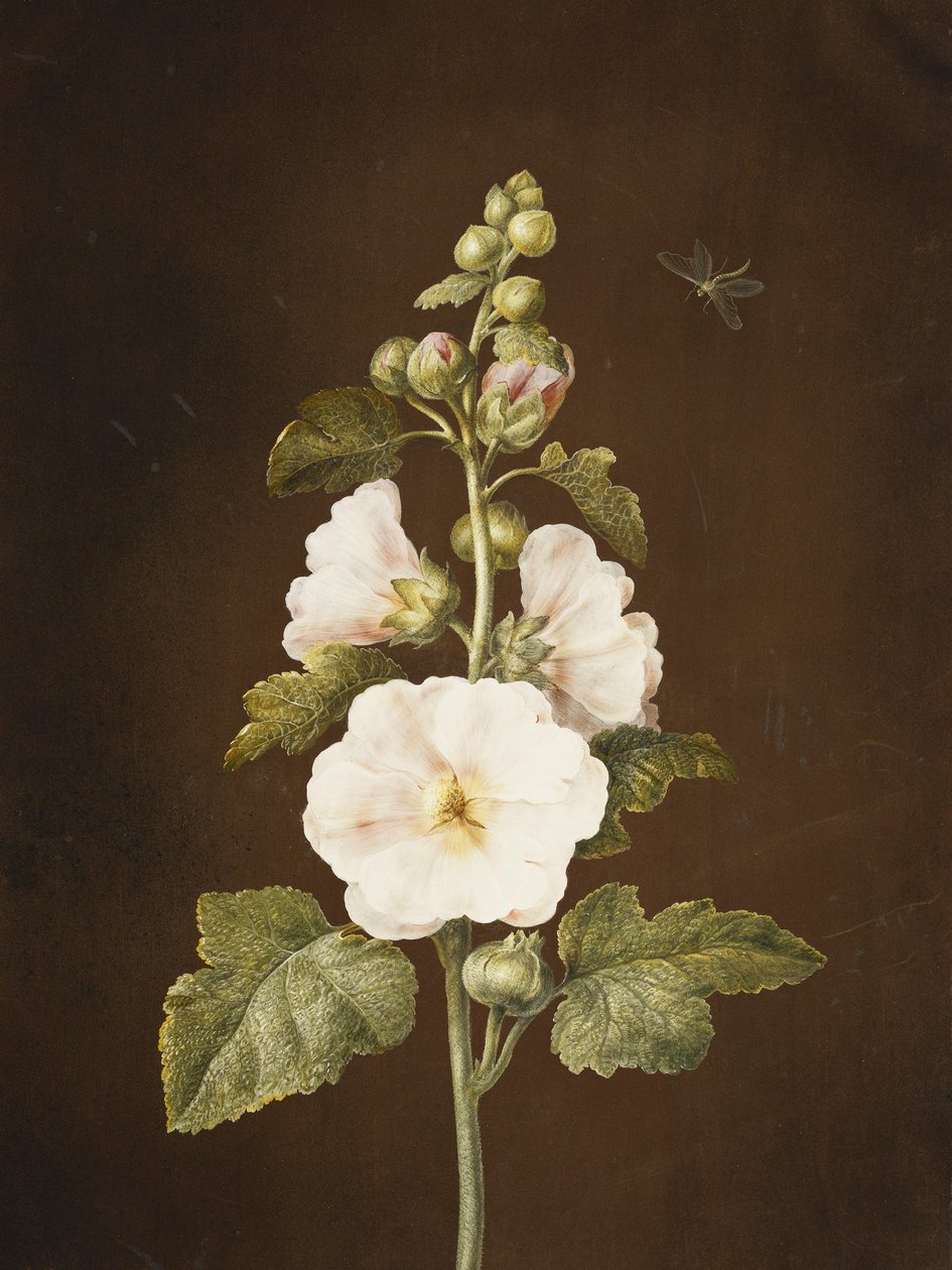 Hollyhock, de Barbara Regina Dietzsch