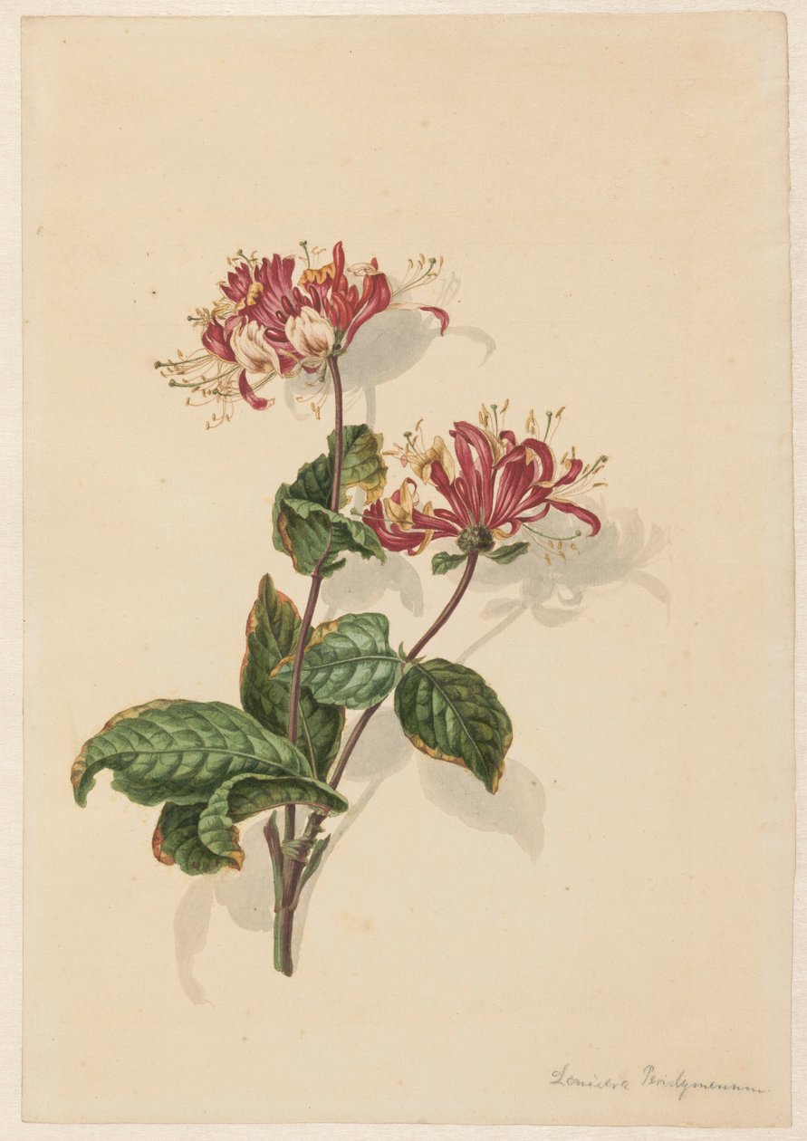 Ramo de madressilva selvagem (Lonicera periclymenum) de Barend Hendrik Thier