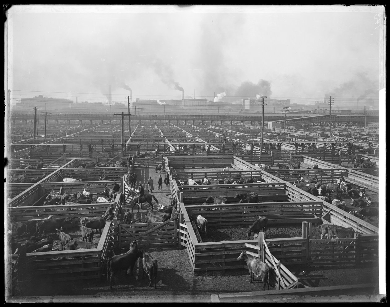 Gaiolas de gado em Union Stock Yards, Chicago, Illinois, EUA, c.1900 (foto a p/b) de Barnes and Crosby