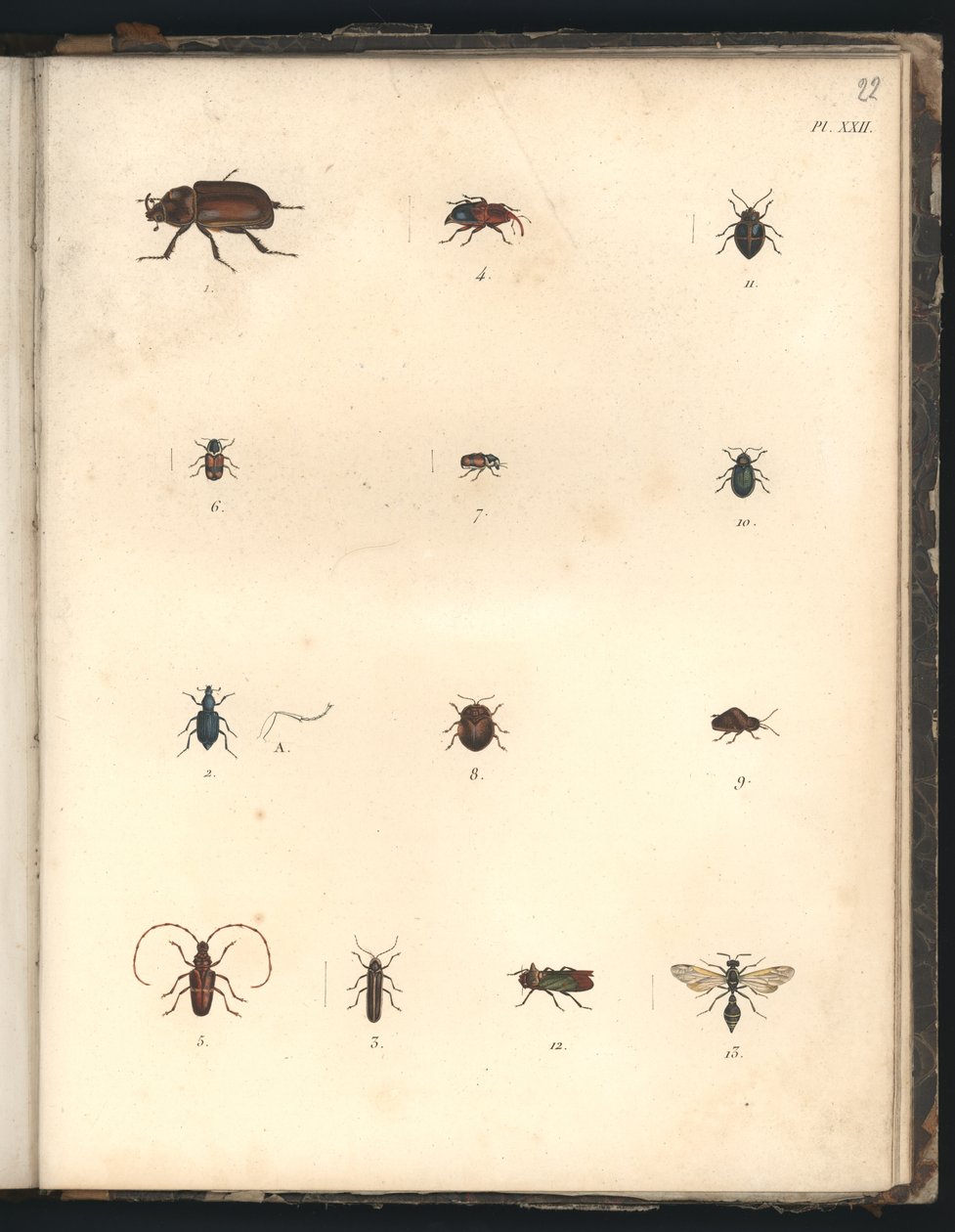 Besouros e Vespas, Pl.XXII, ilustração do &39;Compêndio Comparativo de Zoologia e Anatomia Comparado, Feito no Oceano Atlântico, Dentro do Novo Continente e no Mar do Sul&39; de Baron Friedrich Alexander von Humboldt