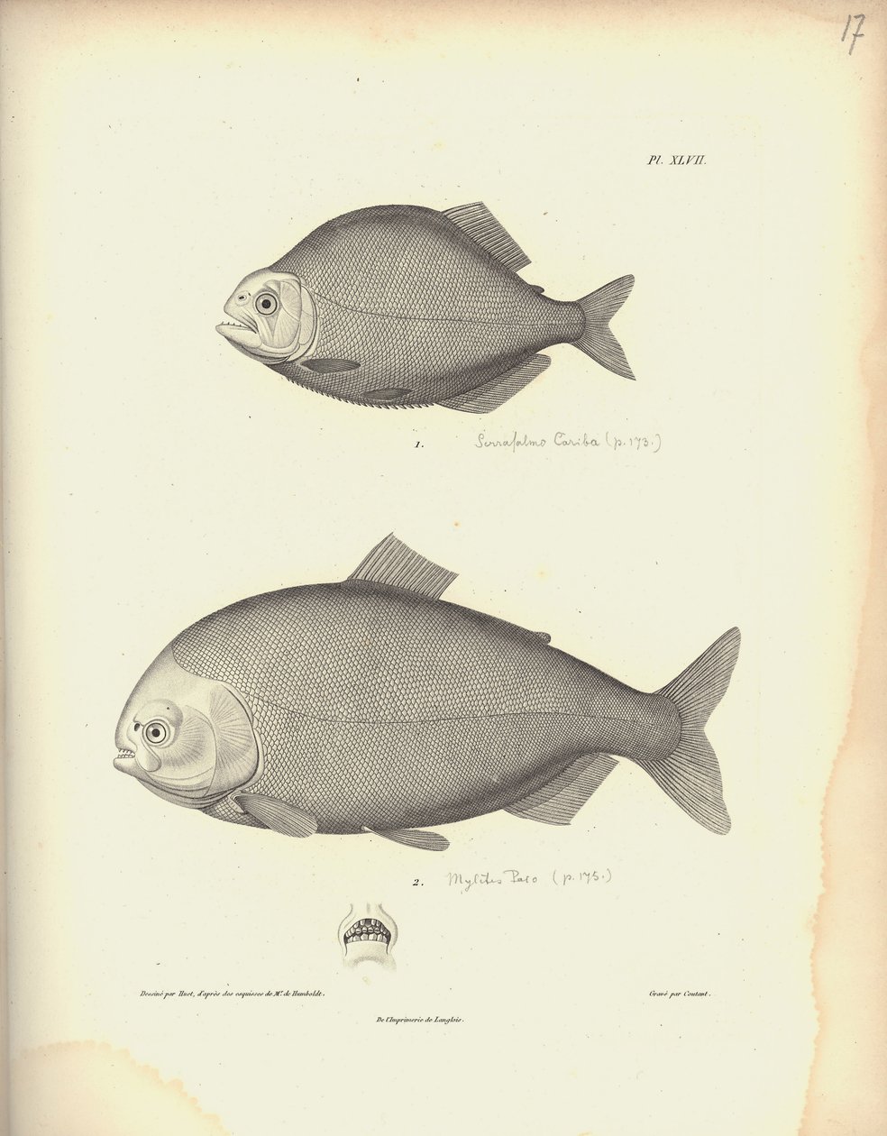 Characidae, Pl. XLVII, gravada por Coutant após uma gravura de Nicola Huet (1770-1827), ilustração de "Coleção Comparativa de Zoologia e Anatomia Comparada, Segunda Parte", por Al. de Baron Friedrich Alexander von Humboldt