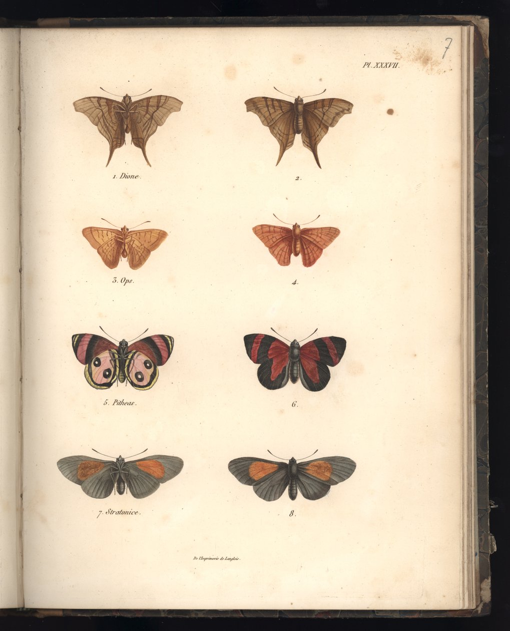 Lepidoptera, Pl. XXXVII, ilustração do &39;Compêndio Comparativo de Zoologia e Anatomia Comparada, Parte II&39;, por Al. Humboldt e Bonplant, Paris, 1821 (gravura a cores) de Baron Friedrich Alexander von Humboldt