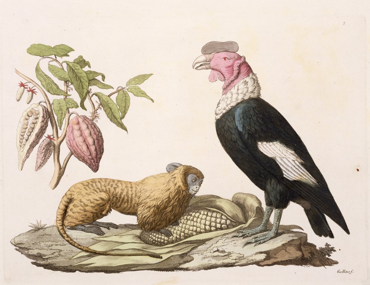 Macaco-leão e condor, nativo do Chile ou Equador, de &39;Le Costume Ancien et Moderne&39;, Volume II, placa 1, de Jules Ferrario, gravado por Gallo Gallina (1796-1874), publicado em c.1820s-30s (cor acesa de Baron Friedrich Alexander von Humboldt