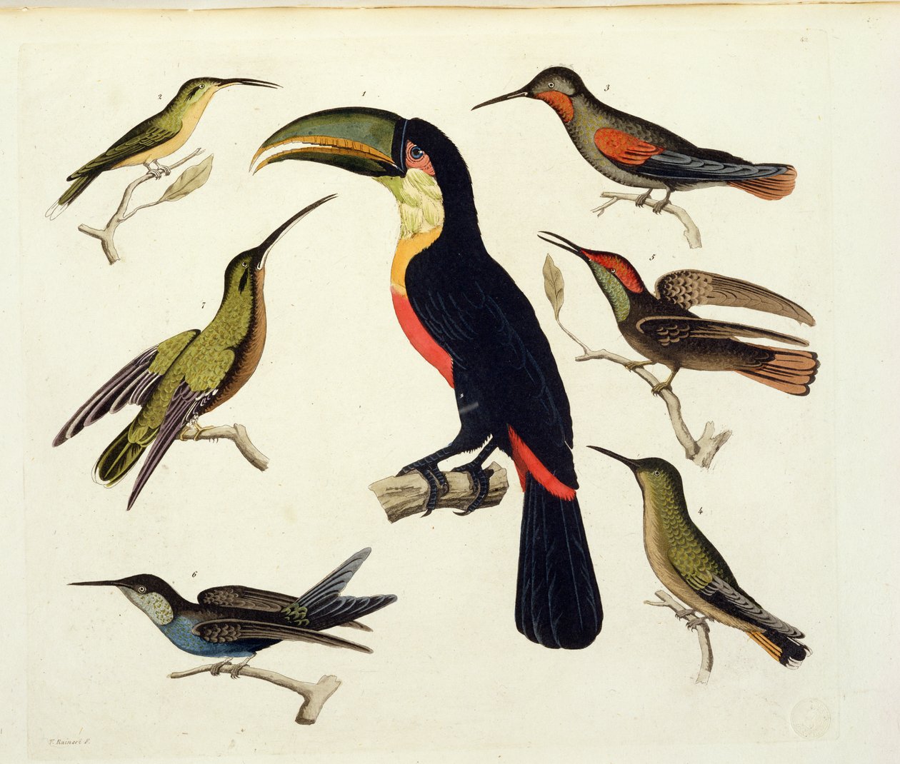 Pássaros nativos, incluindo o tucano (centro), Amazonas, Brasil, de &39;Le Costume Ancien et Moderne&39;, Volume II, placa 42, por Jules Ferrario, gravado por V. Raineri, publicado c.1820s-30s de Baron Friedrich Alexander von Humboldt
