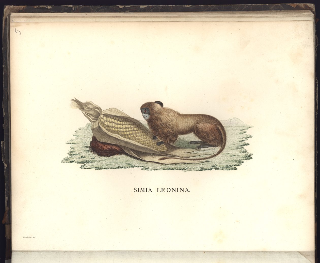Simia leonina, Pl.V, ilustração de, Observações de Zoologia e Anatomia Comparada coletadas em uma viagem aos países tropicais do novo continente, nos anos 1799, 1800, 18 de Baron Friedrich Alexander von Humboldt