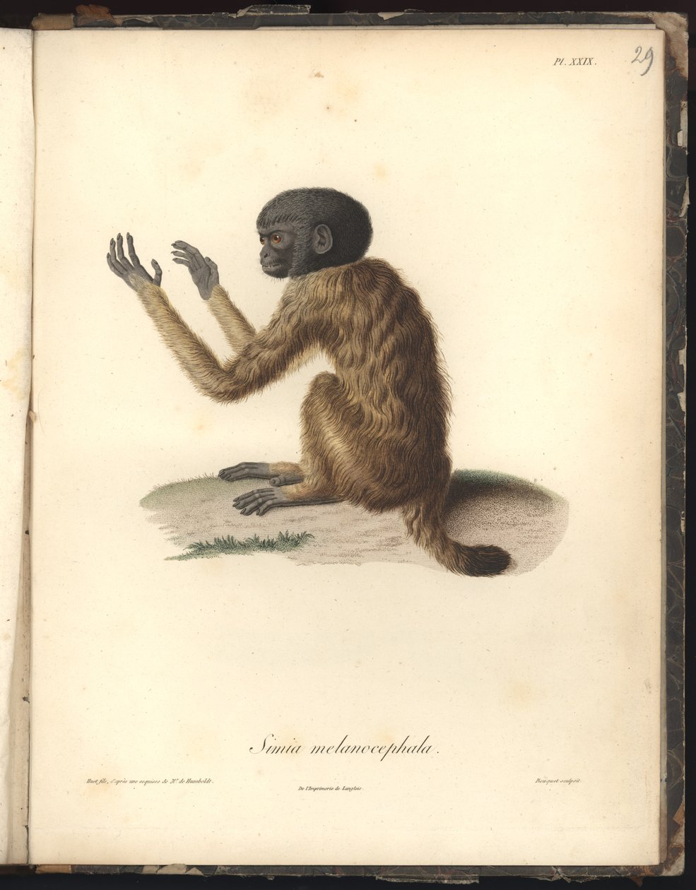 Simia melanocephala, pl. XXIX, aço gravado por Louis Bouquet (1765-1814) depois de uma gravura de Nicola Huet (1770-1827), ilustração de Recueil dobservation de zoologie e danatomie comparee, fait de Baron Friedrich Alexander von Humboldt