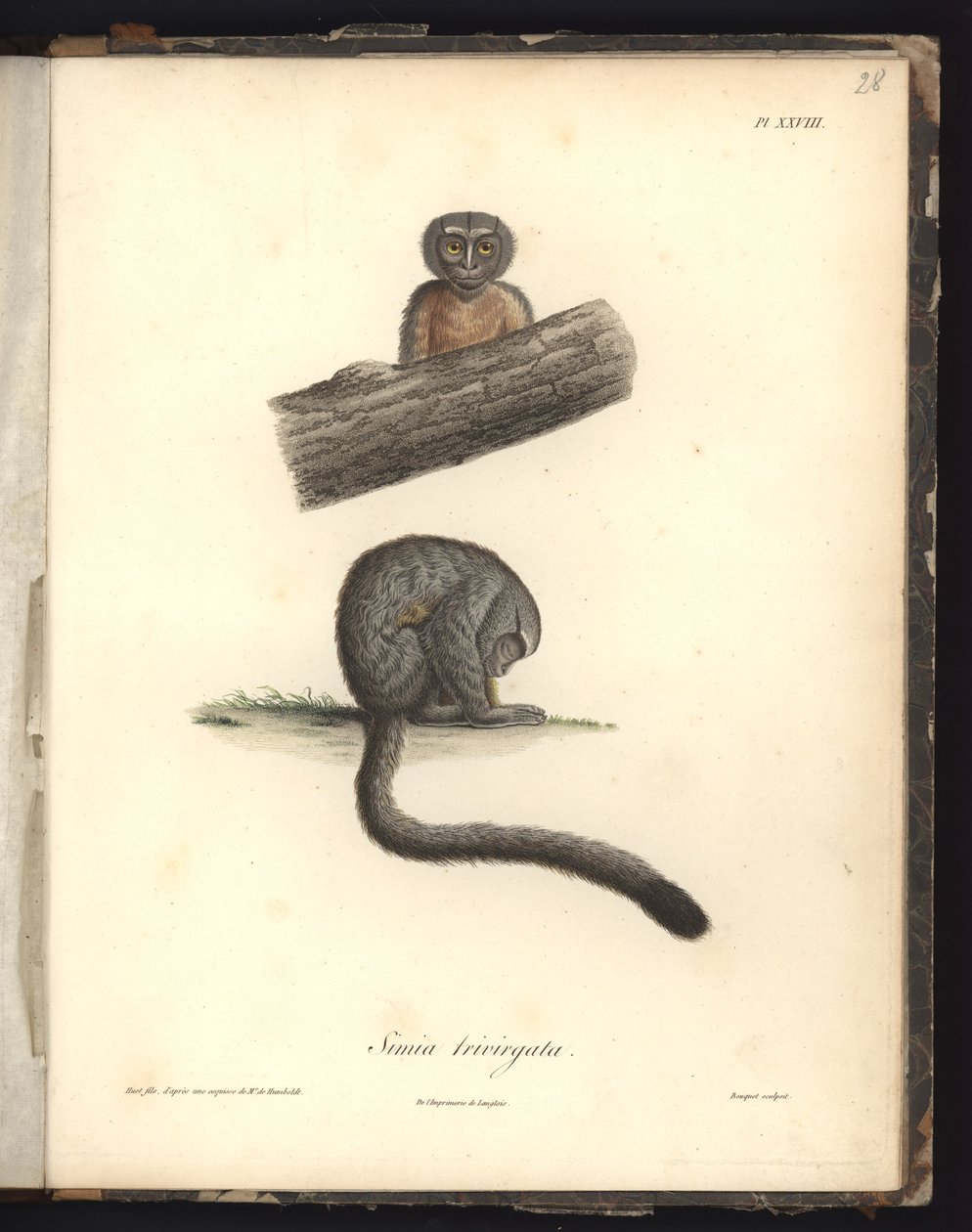 Simia trivirgata, Pl.XXVIII, aço gravado por Louis Bouquet (1765-1814) após uma gravura de Nicola Huet (1770-1827), ilustração de &39;Recueil d&39;observation de zoologie et d&39;anatomie comparee, fai de Baron Friedrich Alexander von Humboldt