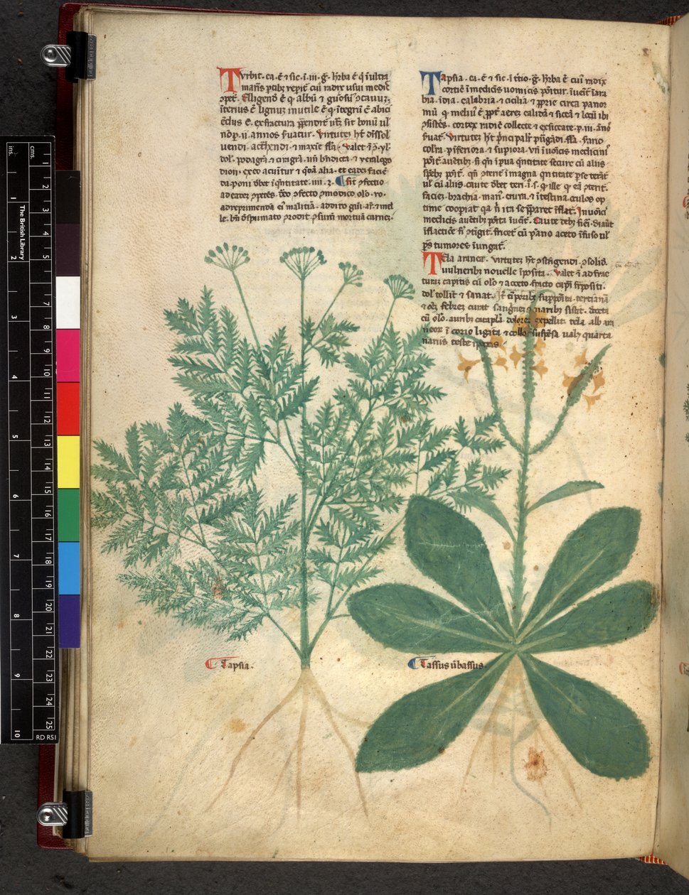 Egerton 747 f.101v Treatise on Herbs, c.1280-1310 (tinta e cor em pergaminho) de Bartholomaei Mini de Senis