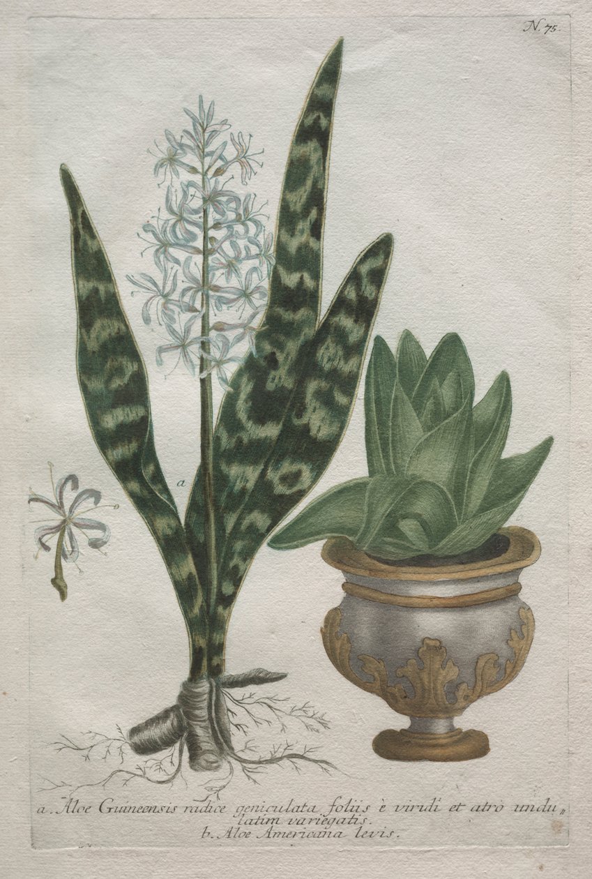 Aloés de Bartholomaus Seutter