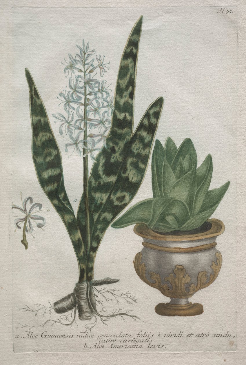 Aloe. de Bartholomaus Seutter