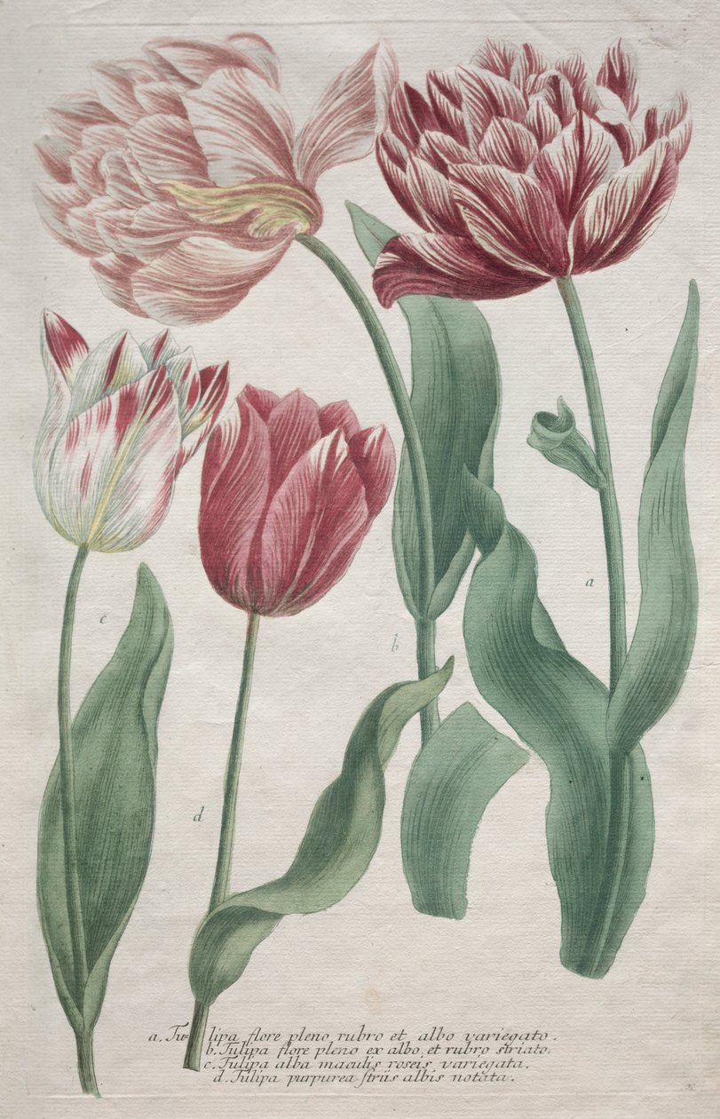 Tulipas de Bartholomaus Seutter