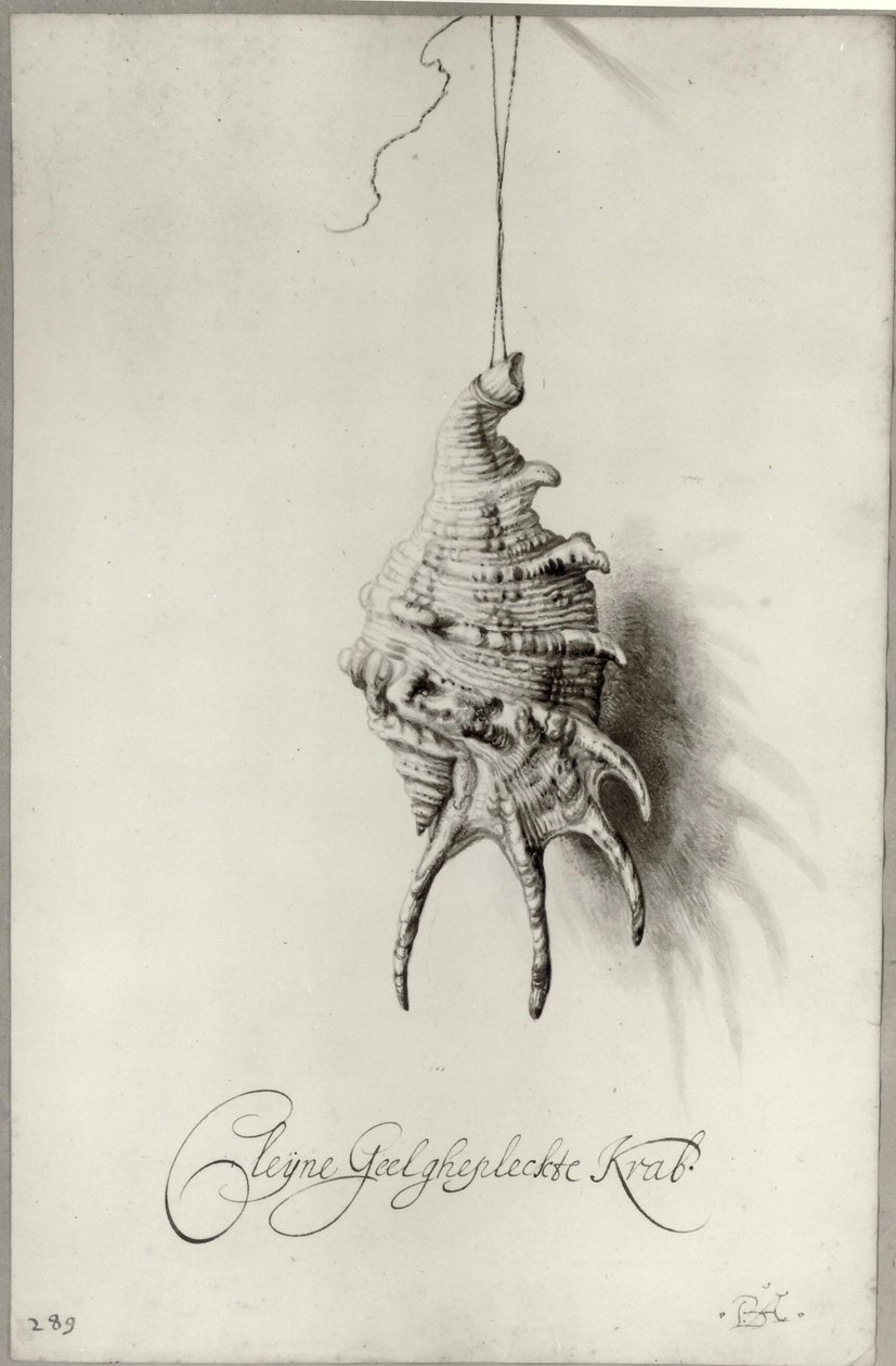 Holandês: Estudo de uma concha "Cleijne Geel ghepleckte Krab" pendurada num fio Concha de um álbum de Bartholomeus Assteyn