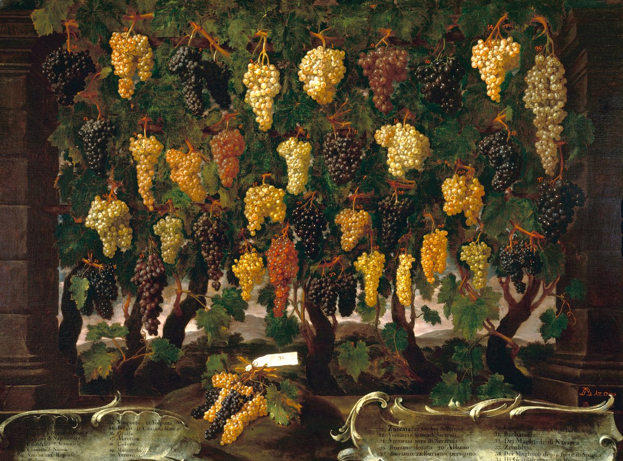 Uvas de Bartolomeo Bimbi