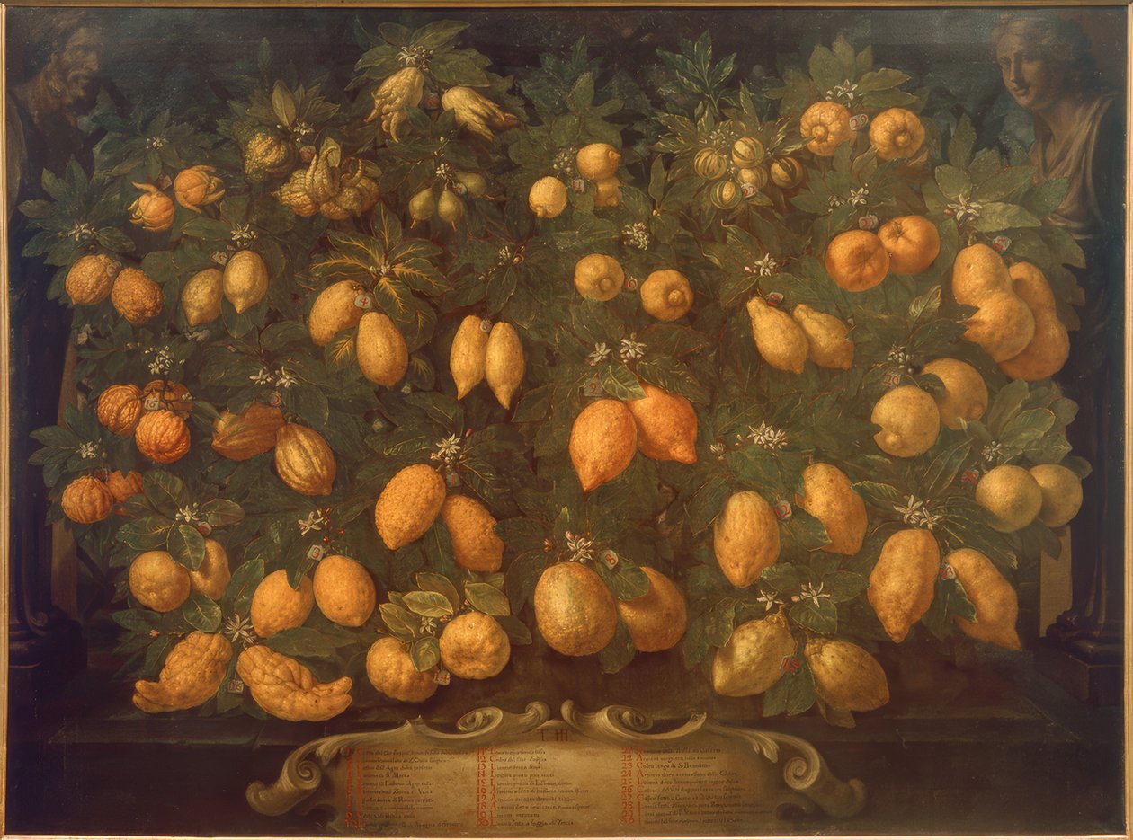 Citrinos de Bartolomeo Bimbi