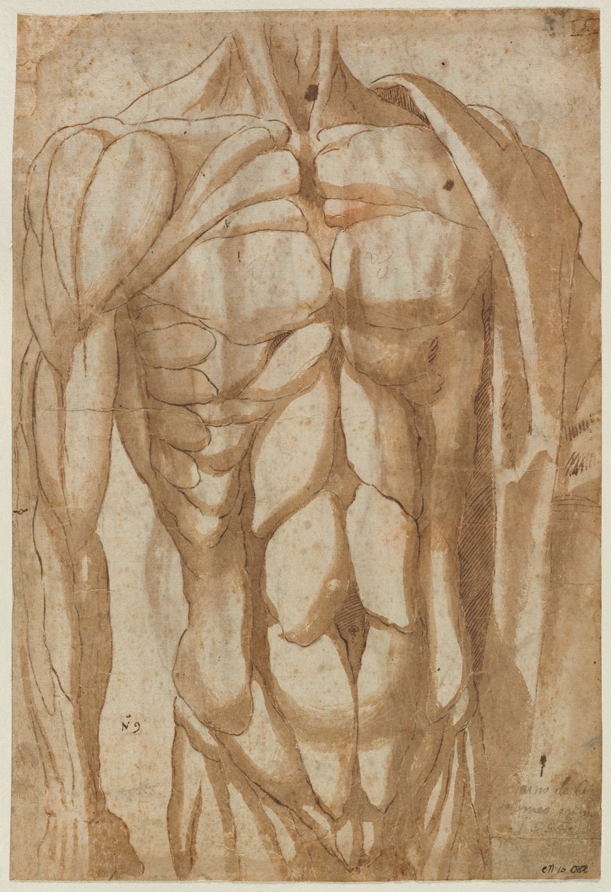 Estudo de um torso esfolado (verso) de Bartolommeo da Arezzo