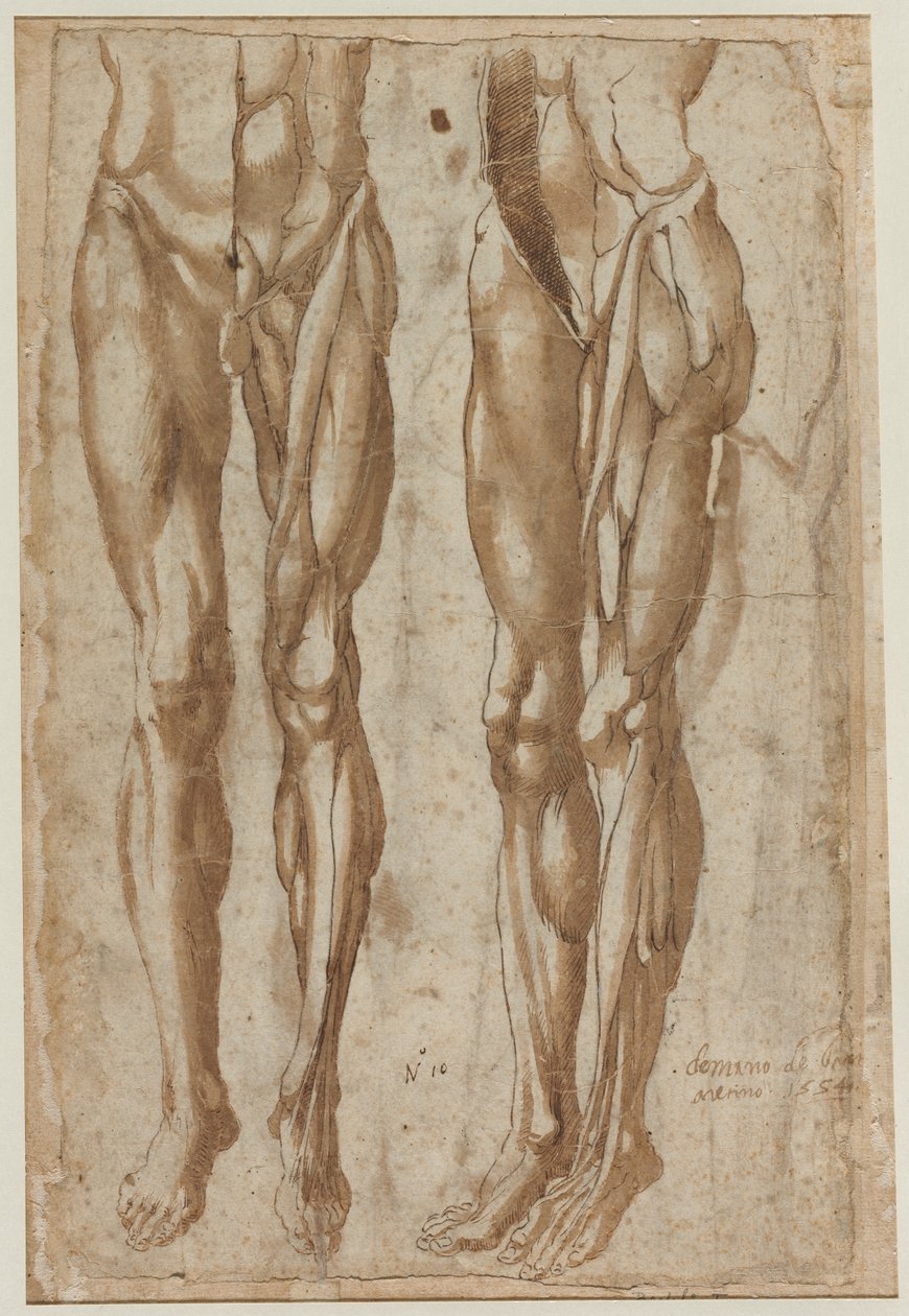 Dois estudos de um homem esfolado (reto) de Bartolommeo da Arezzo